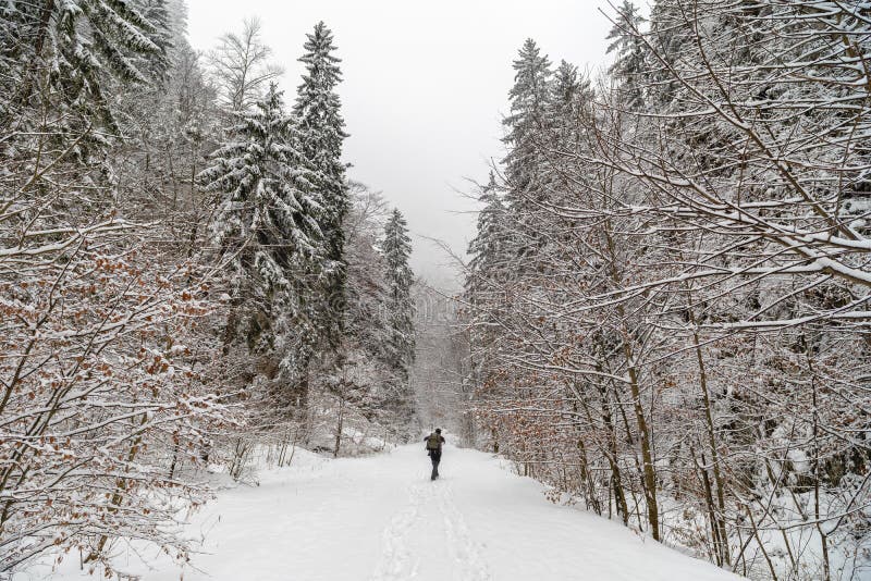 new world winter wanderer new world winter wanderer