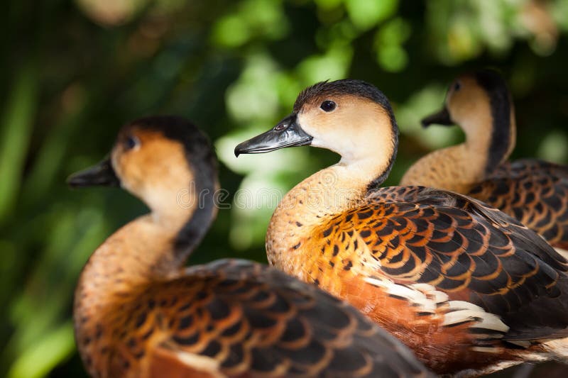 Wandering Whistling ducks