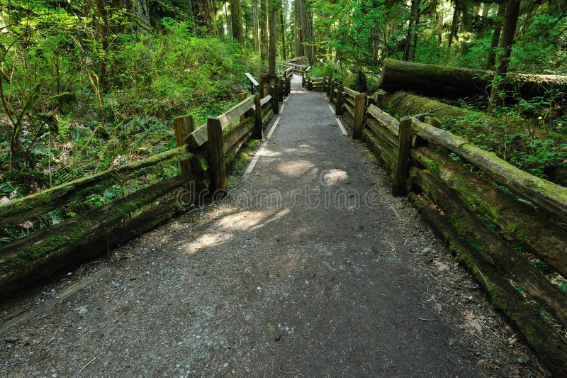 Wandernde Spur im Regenwald lizenzfreie stockfotos Wandernde Spur im Regenwald lizenzfreie stockfotos