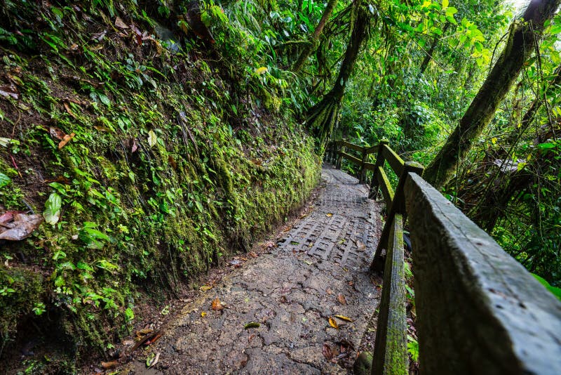 Wanderung in Costa Rica lizenzfreies stockbild