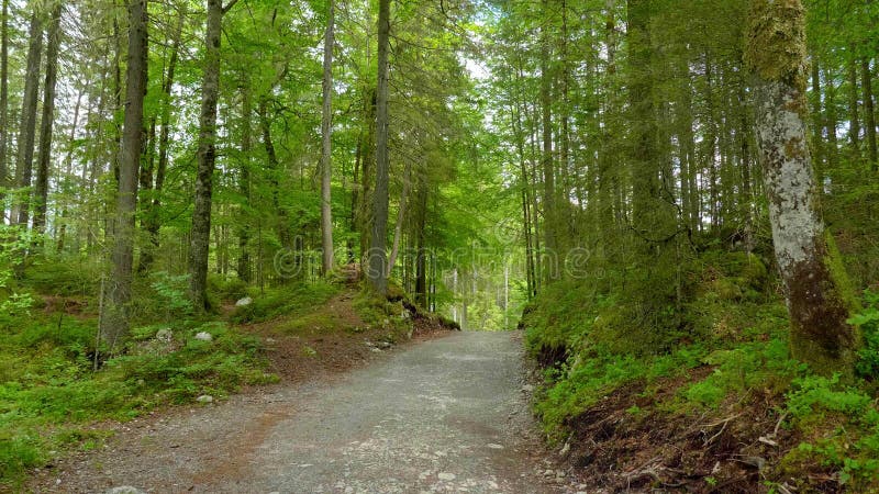 Wanderweg durch einen Wald