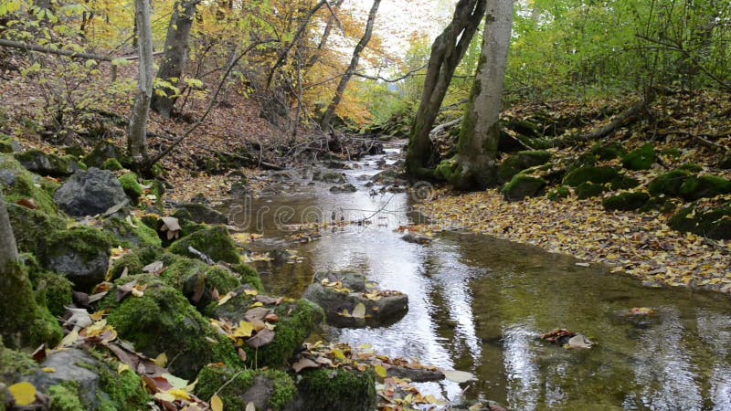 Wanderweg durch Schlucht Maisinger Schlucht im Bayern Deutschland Kleines Flussfließen Buchenwald herum