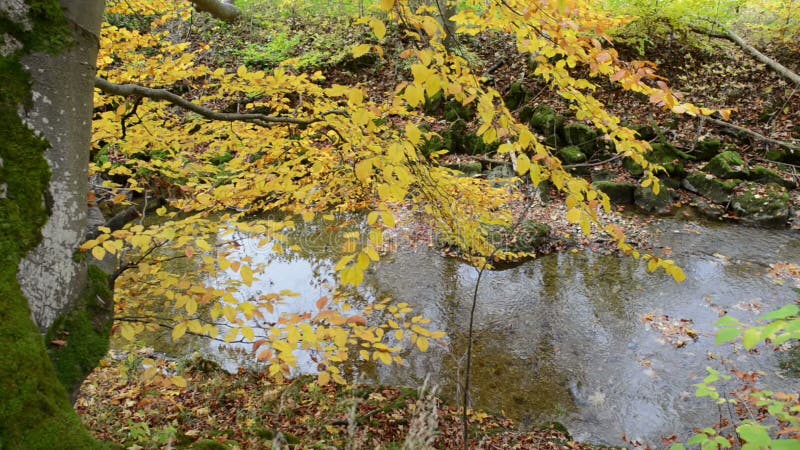 Wanderweg durch Schlucht Maisinger Schlucht im Bayern Deutschland Kleines Flussfließen Buchenwald herum