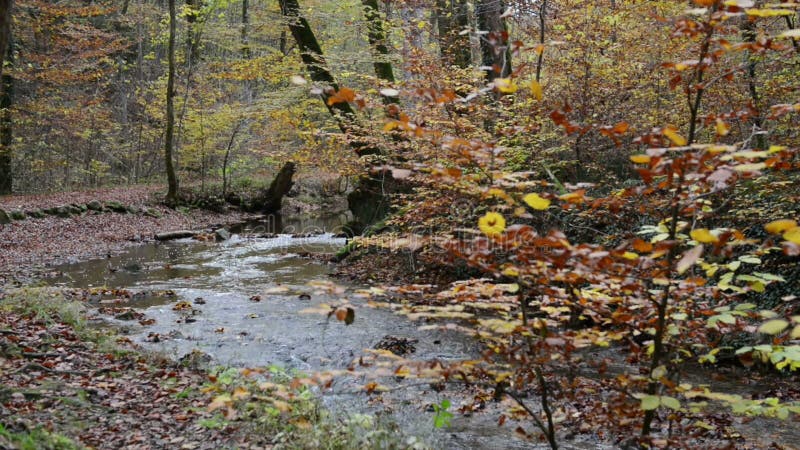 Wanderweg durch Schlucht Maisinger Schlucht im Bayern Deutschland Kleines Flussfließen Buchenwald herum