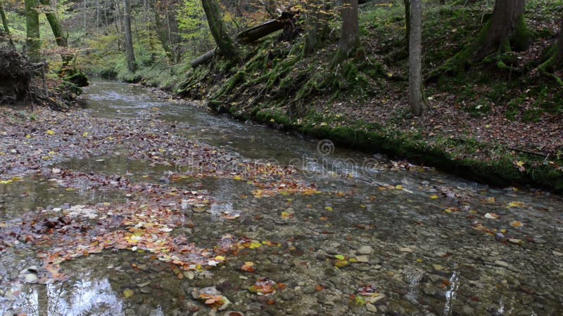 Wanderweg durch Schlucht Maisinger Schlucht im Bayern Deutschland Kleines Flussfließen Buchenwald herum