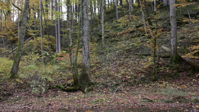 Wanderweg durch Schlucht Maisinger Schlucht im Bayern Deutschland Kleines Flussfließen Buchenwald herum