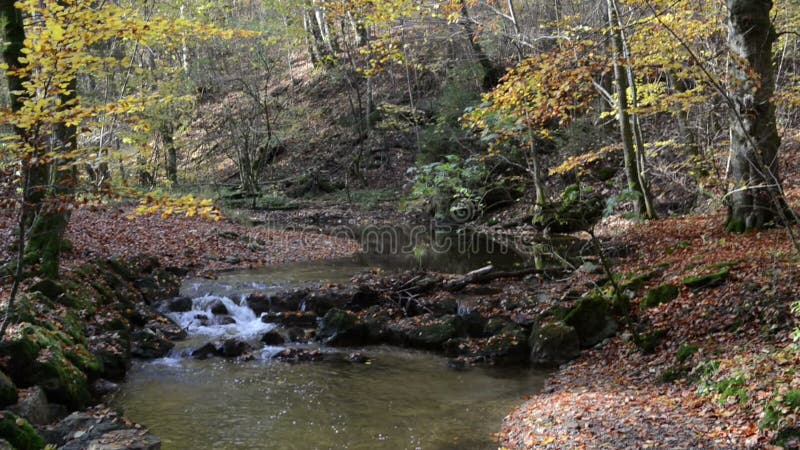 Wanderweg durch Schlucht Maisinger Schlucht im Bayern Deutschland Kleines Flussfließen Buchenwald herum