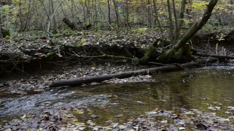 Wanderweg durch Schlucht Maisinger Schlucht im Bayern Deutschland Kleines Flussfließen Buchenwald herum