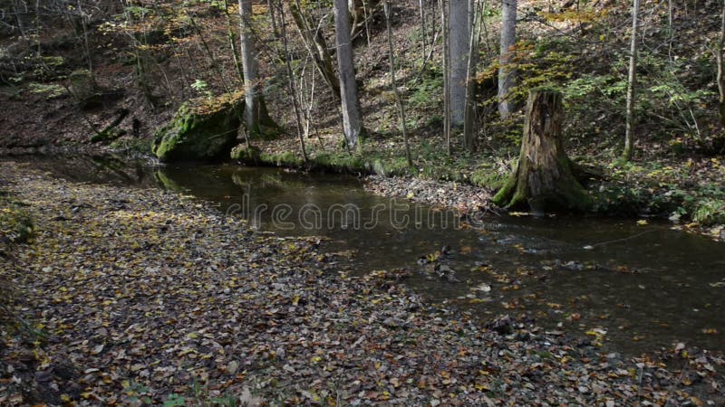 Wanderweg durch Schlucht Maisinger Schlucht im Bayern Deutschland Kleines Flussfließen Buchenwald herum