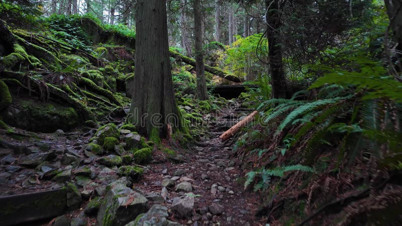 Wanderweg in kanadischer Regenwaldsaison. Leuchtturmpark West Vancouver bc canada.