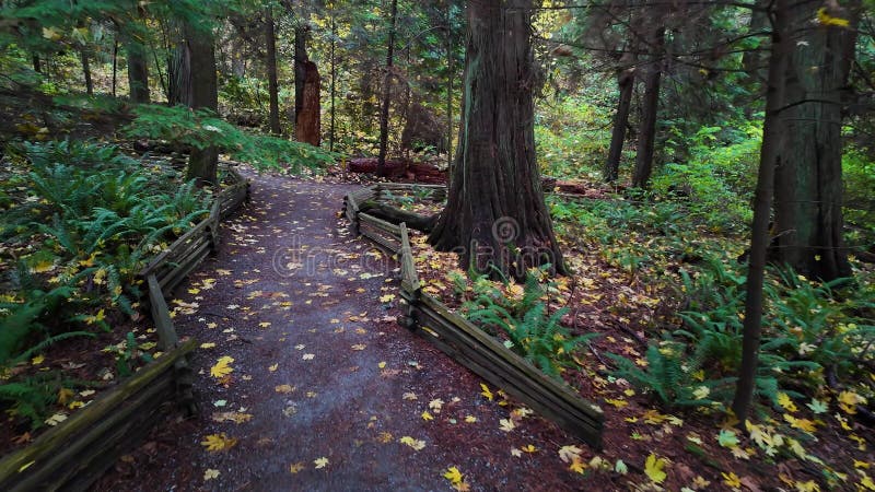 Wanderweg in kanadischer Regenwaldsaison. Leuchtturmpark West Vancouver bc canada.