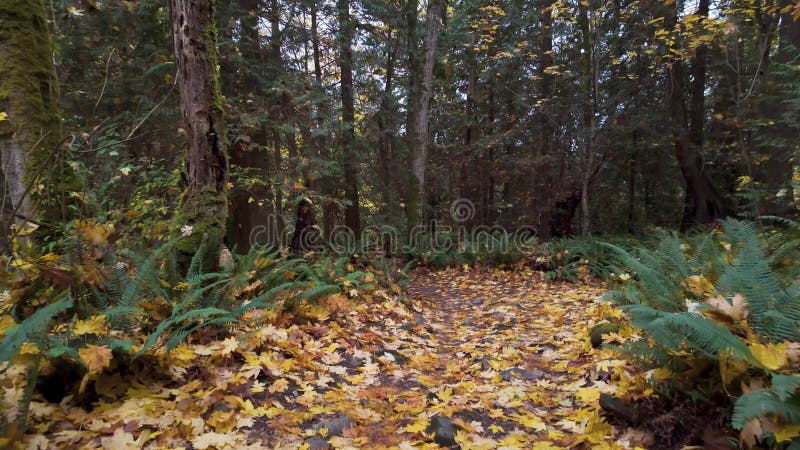 Wanderweg in kanadischer Regenwaldsaison. Leuchtturmpark West Vancouver bc canada.