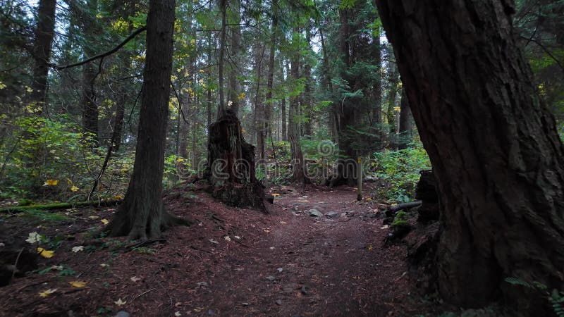 Wanderweg in kanadischer Regenwaldsaison. Leuchtturmpark West Vancouver bc canada.