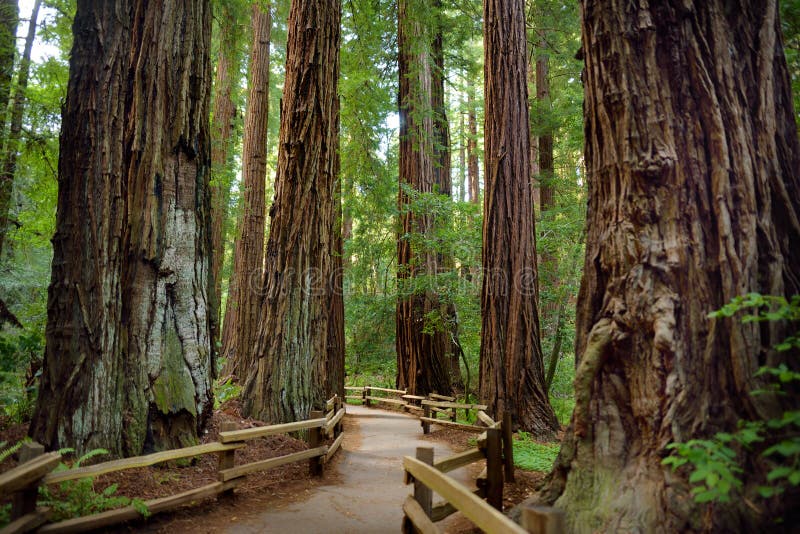 Wanderwege durch riesige Rothölzer in Muir-Wald nahe San Francisco, Kalifornien