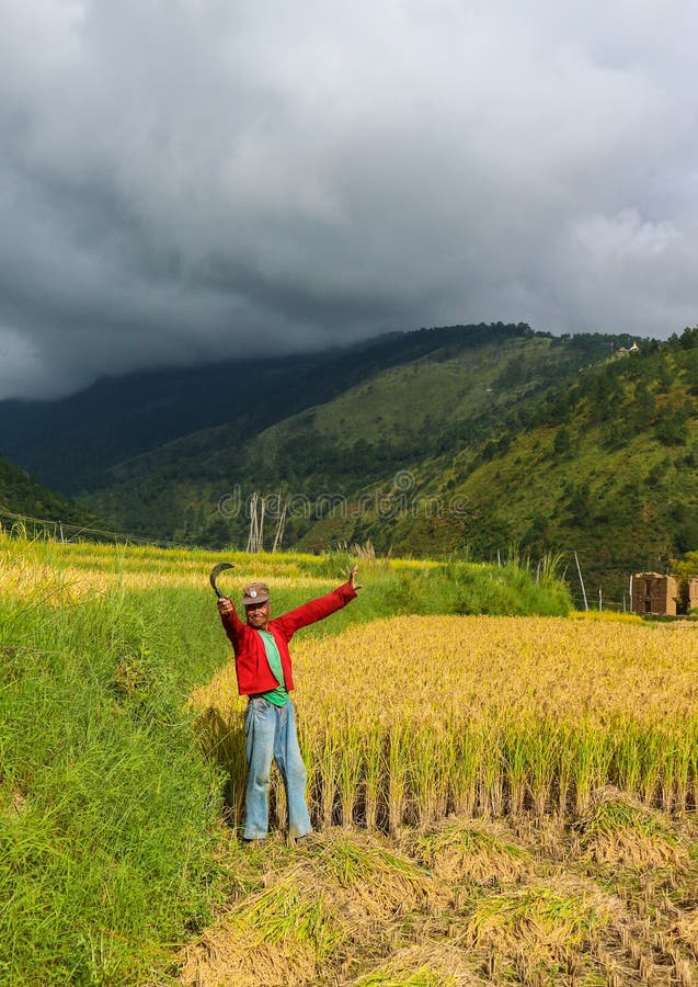 Wangdue Phodrang, Trongsa, Bhutan - 15 settembre 2016: Agricoltore del Bhutanese che tiene una falce in un giacimento del riso a fotografia stock Wangdue Phodrang, Trongsa, Bhutan - 15 settembre 2016: Agricoltore del Bhutanese che tiene una falce in un giacimento del riso a fotografia stock