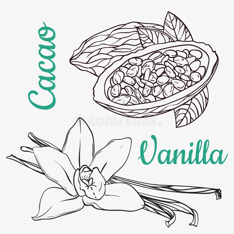 Wanilia połuszczy lub kije i cacao ręki rysunku nakreślenia odizolowywający na białym tle Waniliowy roślina kwiatu aromat ilustracji Wanilia połuszczy lub kije i cacao ręki rysunku nakreślenia odizolowywający na białym tle Waniliowy roślina kwiatu aromat ilustracji