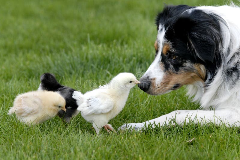 Un cane da pastore di essere molto gentile con pulcini.