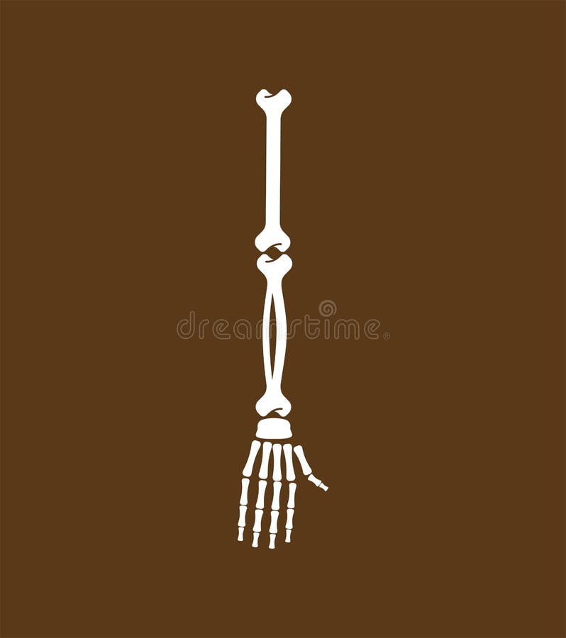 Wapenbeen De mens van de skeletanatomie Skeletachtige systeemdwarsdoorsnede royalty-vrije illustratie Wapenbeen De mens van de skeletanatomie Skeletachtige systeemdwarsdoorsnede royalty-vrije illustratie