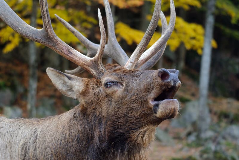 Лось летает. Летающий Лось. Летучий Лось фото. Buck Expert bull Elk Call. Deer Wapiti Forest.