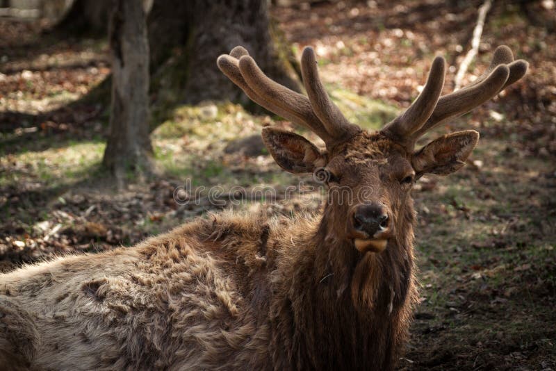 Wapiti (łoś) samiec zbliżenie w Wczesnym wiosna aksamicie. Zbliżenie wizerunek wielka Wapiti samiec z nowymi poroże w wczesnym wiosna aksamicie (łoś) (Cervus canadensis)
