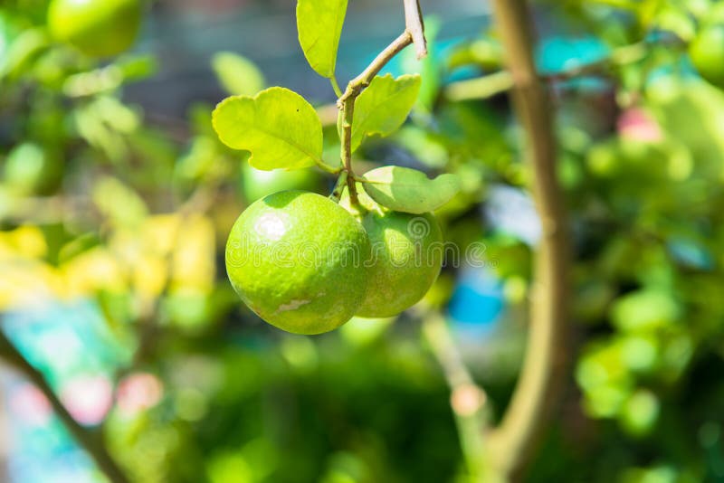 Wapno roślina zdjęcie stock