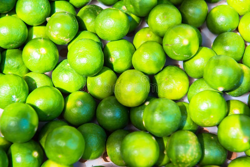 Wapno roślina fotografia royalty free