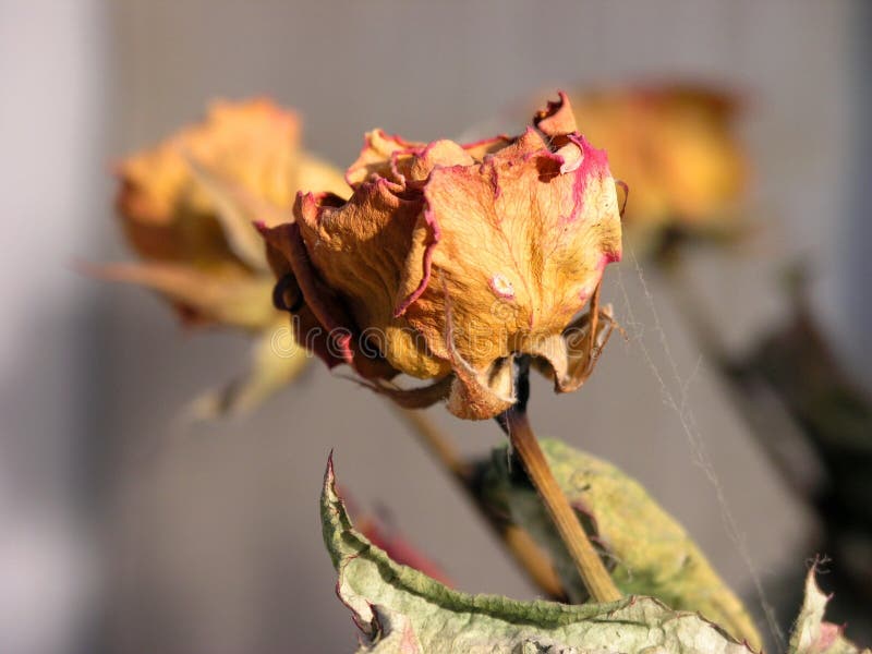 War eine Rose? lizenzfreie stockfotografie War eine Rose? lizenzfreie stockfotografie
