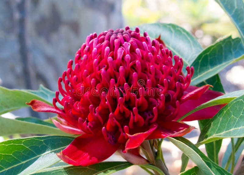 Waratah Flower stock photo. Image of bloom, detail, proteaceae 34093888