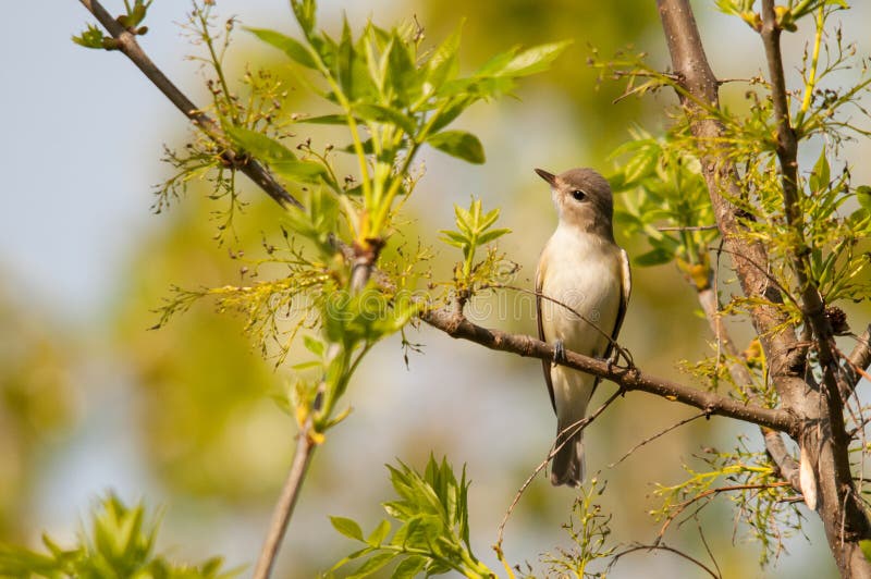 Warbling Vireo