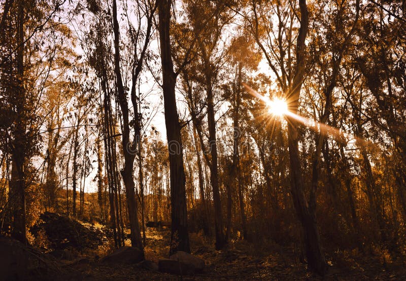 Warm Autumn Scenery in a Forest Stock Image - Image of scenery, foliage ...