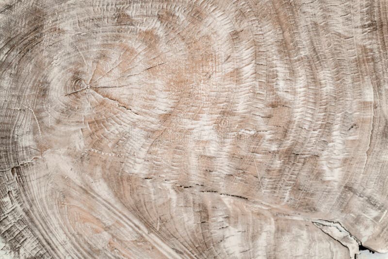 Warm gray cut wood texture. Detailed texture of a felled tree trunk or stump. Natural wooden background. royalty free stock images Warm gray cut wood texture. Detailed texture of a felled tree trunk or stump. Natural wooden background. royalty free stock images