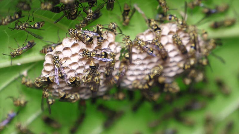 warm of small paper wasp build them nest under green leaf in hexagonal texture of hive structure