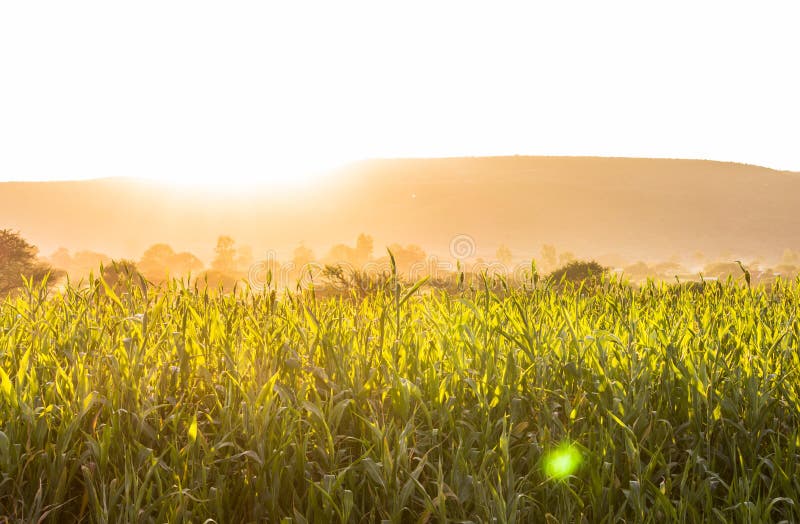 Tiepida e calda estate d'oro dei campi di grano, di riso o riso.