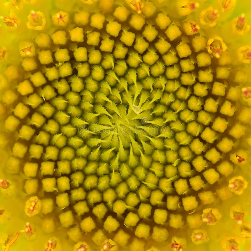 Warm sunflower royalty free stock image Warm sunflower royalty free stock image