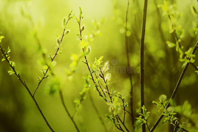 On a warm, sunny spring day, fluffy willow flowers bloom on thin branches with young green leaves. Nature