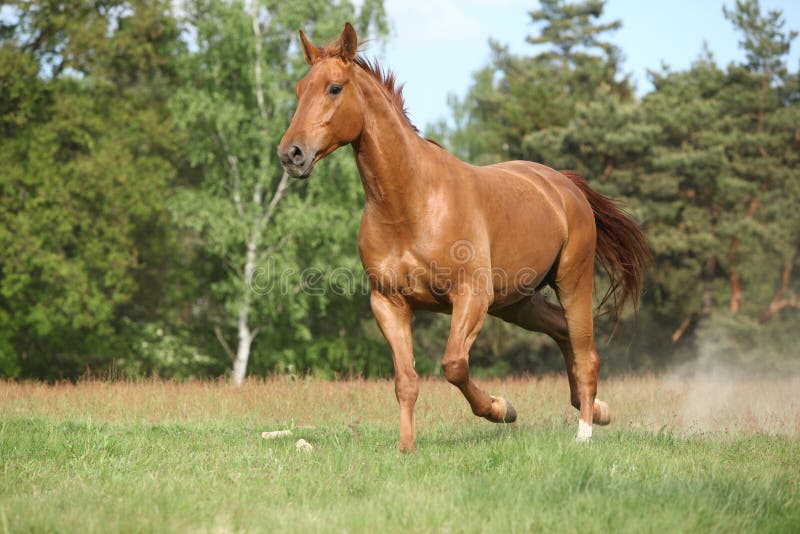 Trote árabe Do Corredor Do Cavalo De Brown No Pasto Foto de Stock - Imagem  de bonito, campo: 15882660