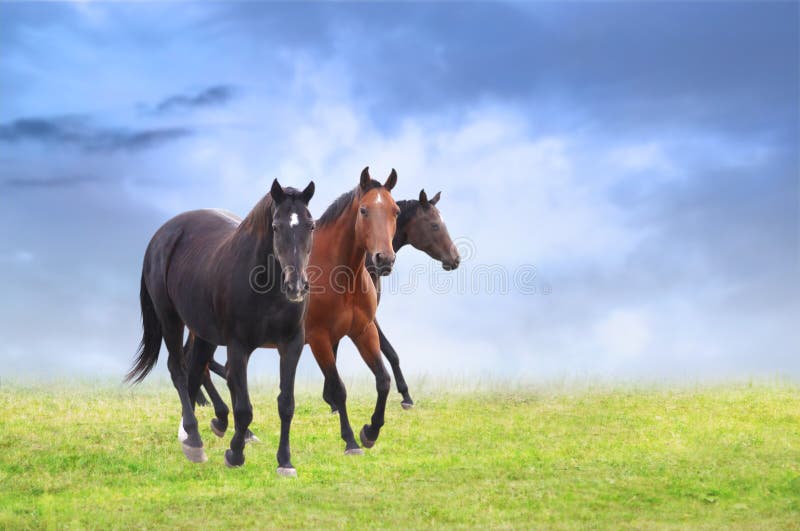 Warmblütige Pferde auf Feld, Hintergrund des blauen Himmels lizenzfreies stockbild Warmblütige Pferde auf Feld, Hintergrund des blauen Himmels lizenzfreies stockbild
