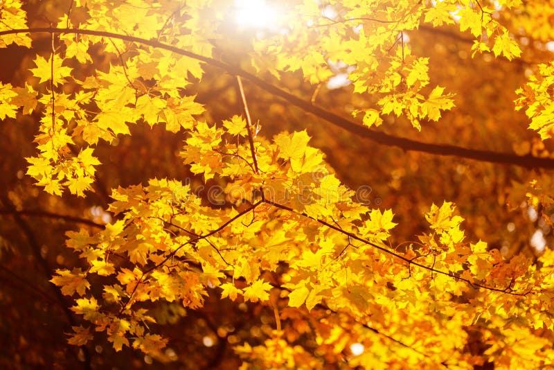 Warmer Sonnenstrahldurchlauf durch gelbe Ahornblätter Schöner Herbsthintergrund Vibrierende abstrakte Fallwaldansicht stockbild