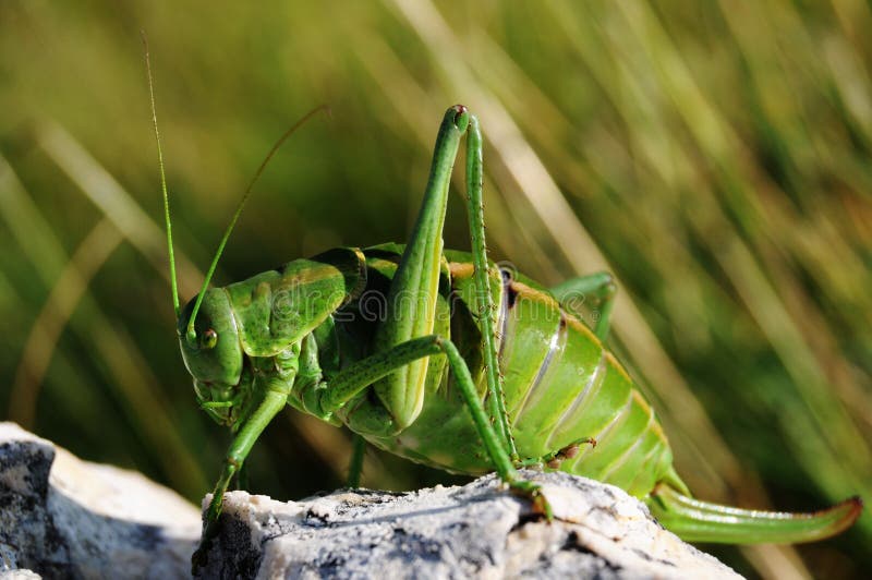 Wart-biter cricket