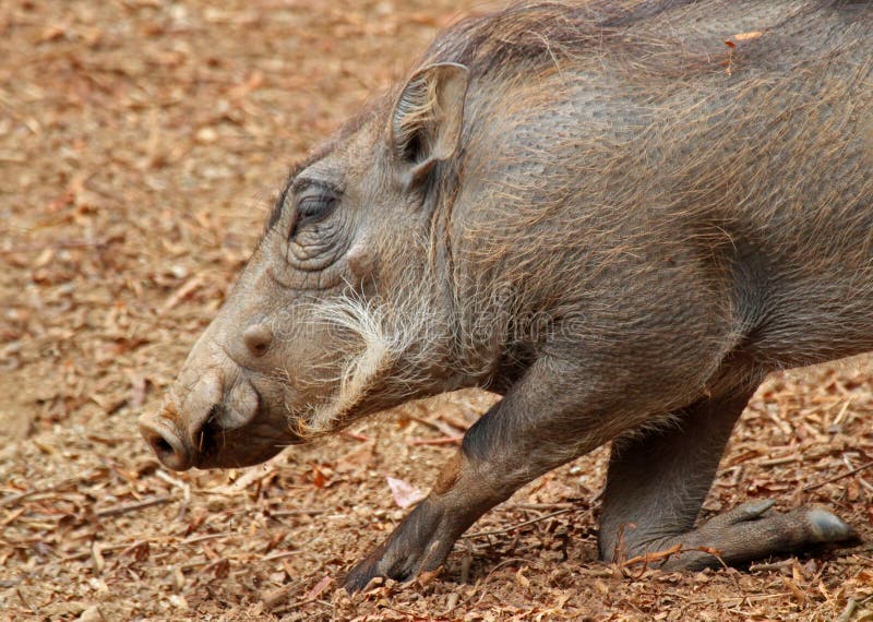 Wart Hog