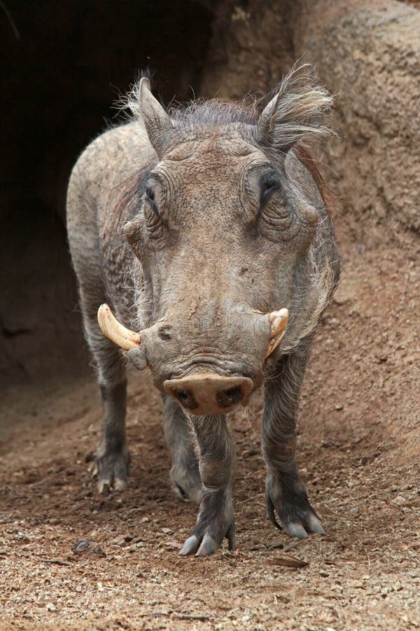 Wart Hog stock photo Wart Hog stock photo