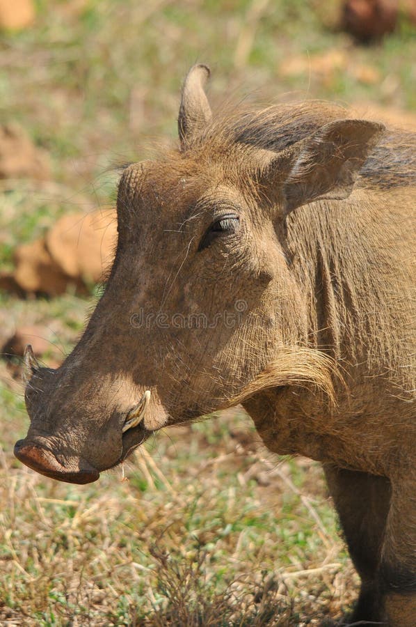 Warthog