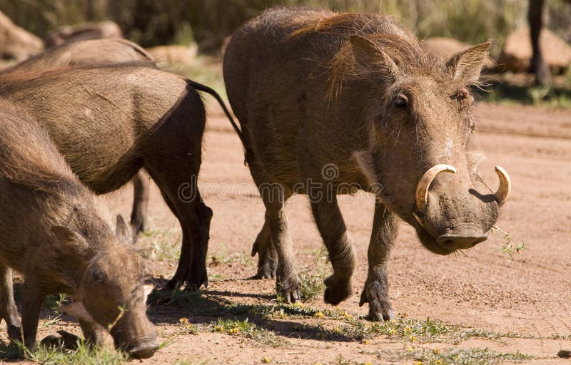 Warthog