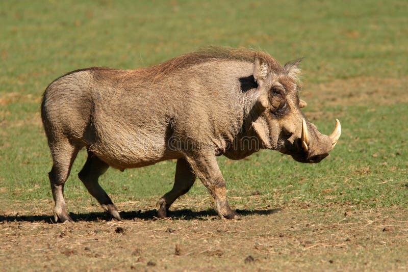 Warthog στοκ εικόνες