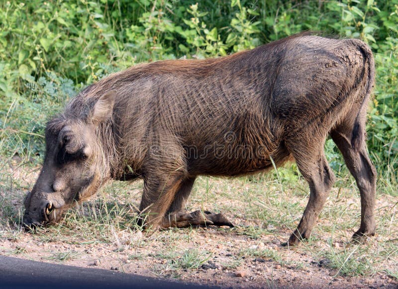 Warthog