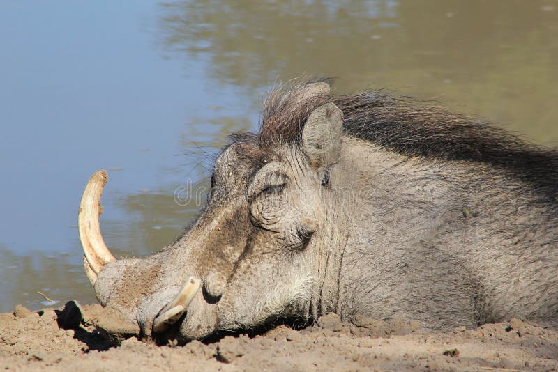 Warthog - African Wildlife - Sleeping Beauty royalty free stock photos Warthog - African Wildlife - Sleeping Beauty royalty free stock photos