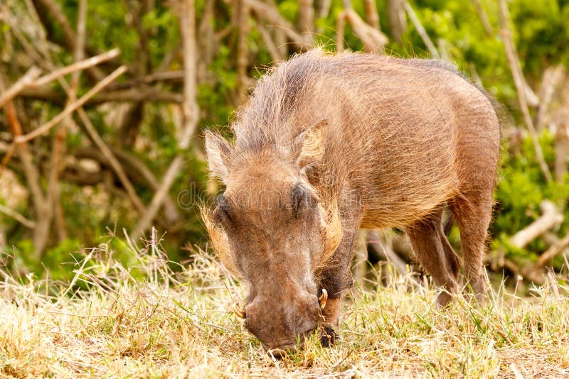Warthog cieszy się jego trawy fotografia stock Warthog cieszy się jego trawy fotografia stock