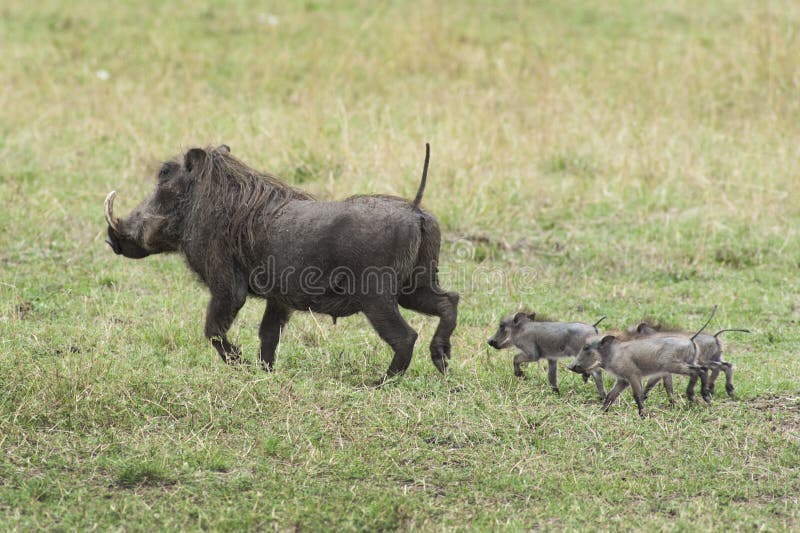 Warthog with family