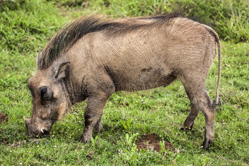 Warthog.