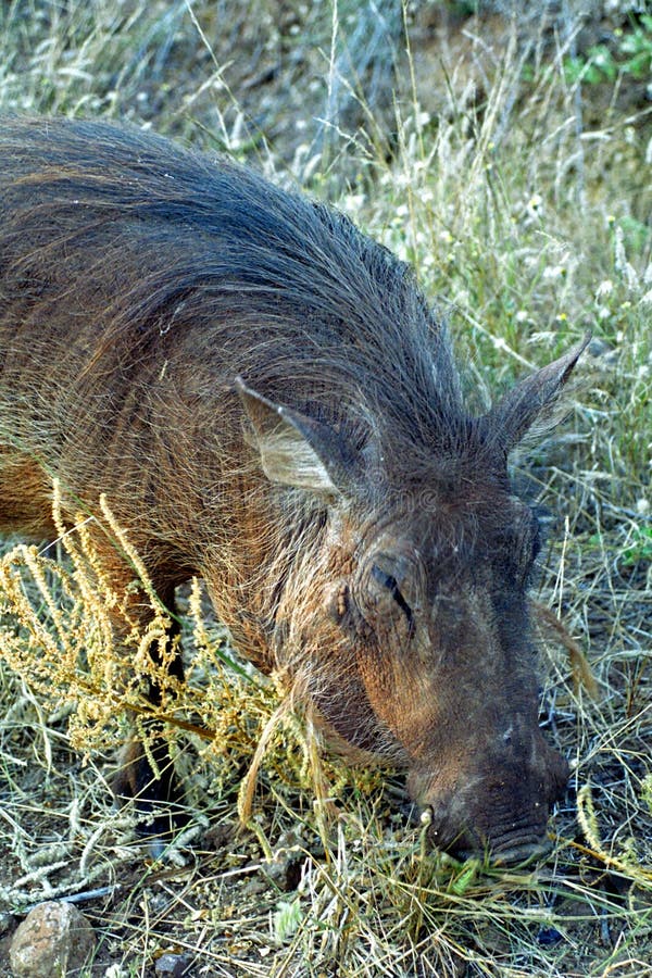 Warthog, Kasane, Botswana stock image. Image of game - 103866811 Warthog, Kasane, Botswana stock image. Image of game - 103866811